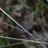 Sapim CX-Ray Spokes